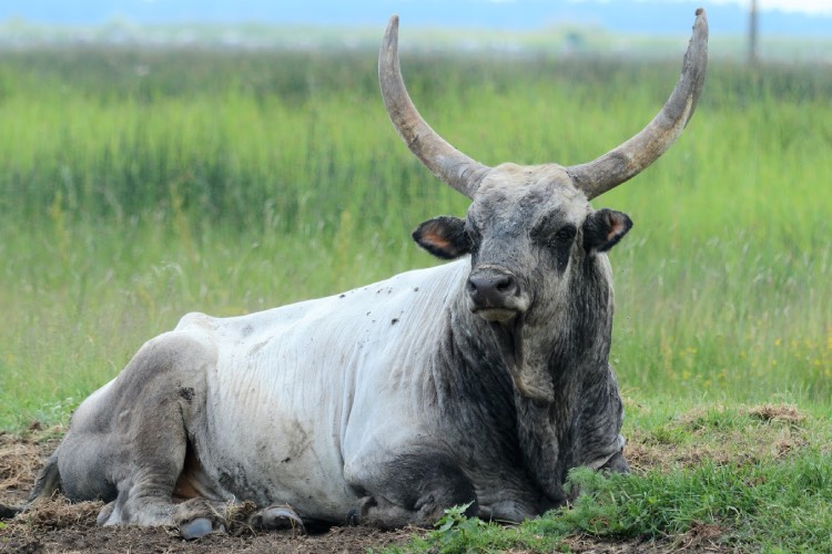 maďarský stepný býk