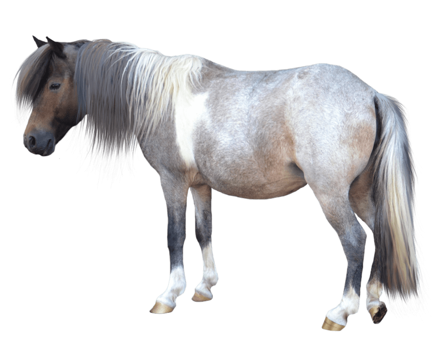 Shetlandský pony