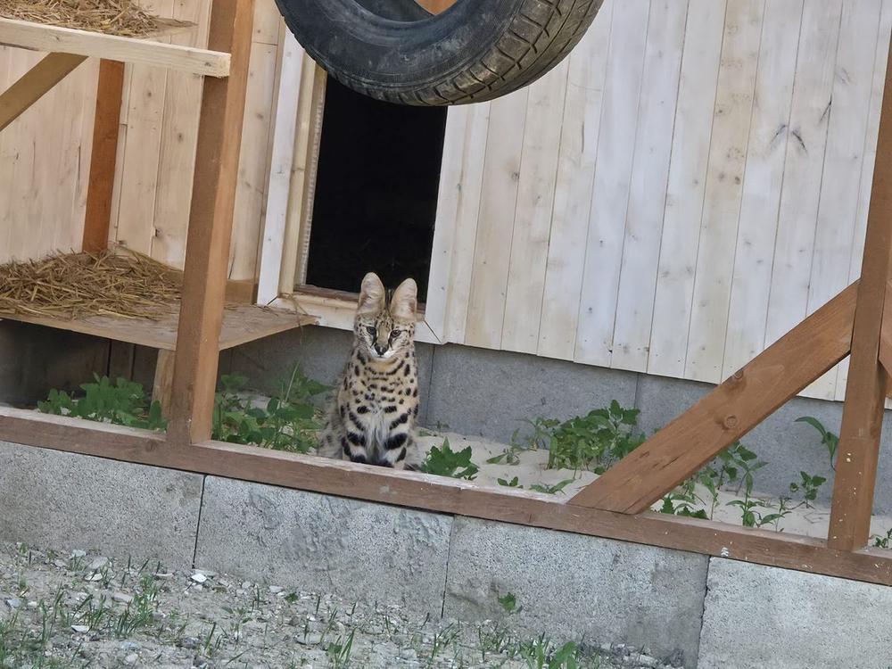 Exotické zvieratá v ZOO
